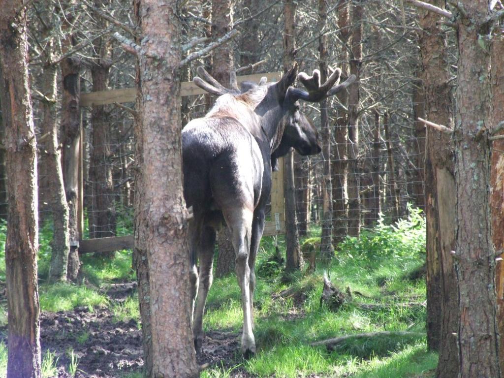 Skålleruds Gård * Åsensbruk